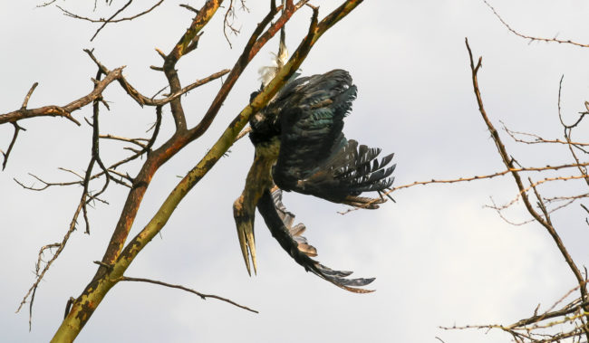 Lake View Estate, Kenya - GPS -0.310855, 36.083425 - Canon EOS 20D + Canon EF-S 17-85mm f/4-5.6 IS USM -  - 1/100 - f/8.0 - ISO100