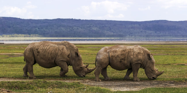 Lake View Estate, Kenya - GPS -0.310855, 36.083425 - Canon EOS 20D + Canon EF-S 17-85mm f/4-5.6 IS USM -  - 1/100 - f/8.0 - ISO100