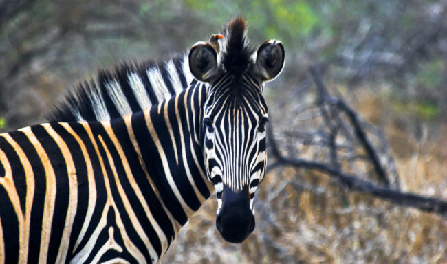Kemps Cottage, South Africa - GPS -25.192982, 31.565093 - Canon EOS 20D + Canon EF-S 17-85mm f/4-5.6 IS USM -  - 1/100 - f/8.0 - ISO100