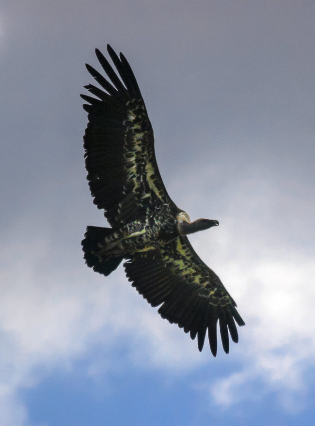 Lake View Estate, Kenya - GPS -0.310855, 36.083425 - Canon EOS 20D + Canon EF-S 17-85mm f/4-5.6 IS USM -  - 1/100 - f/8.0 - ISO100