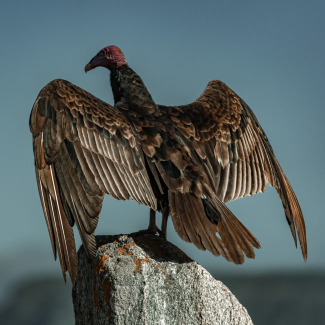 Quintay, Chile - GPS -33.183330, -71.686478 - Sony A7III + SONY FE 70-300mm F4.5-5.6 G OSS - 300mm - 1/2000 - f/5.6 - ISO800