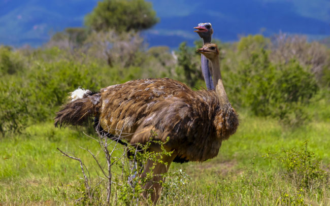 Keekorok, Kenya - GPS -1.540990, 35.209808 - Canon EOS 20D + Canon EF-S 17-85mm f/4-5.6 IS USM -  - 1/100 - f/8.0 - ISO100