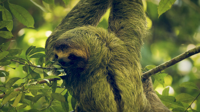 Manuel Antonio, Costa Rica - GPS 9.390973, -84.141320 - Panasonic Lumix DMC-GH5 + Panasonic Leica DG Vario-Elmar 100-400mm f/4-6.3 ASPH - 800mm - 1/60 - f/6.3 - ISO3200