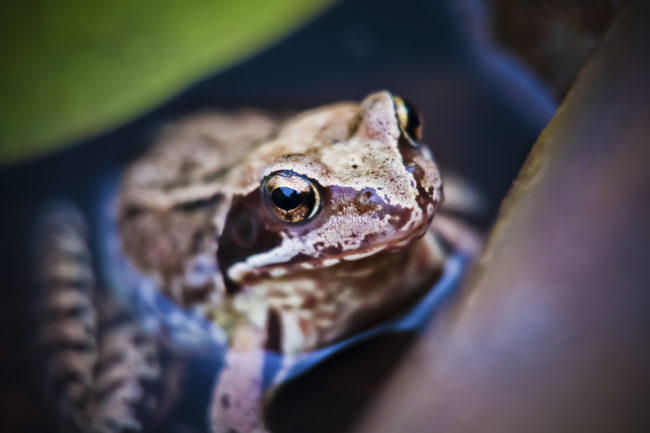 Wallhausen, Germany - GPS 49.214152, 10.071163 - Canon EOS 7D + Canon EF 100mm f/2.8 Macro USM -  - 1/100 - f/2.8 - ISO100