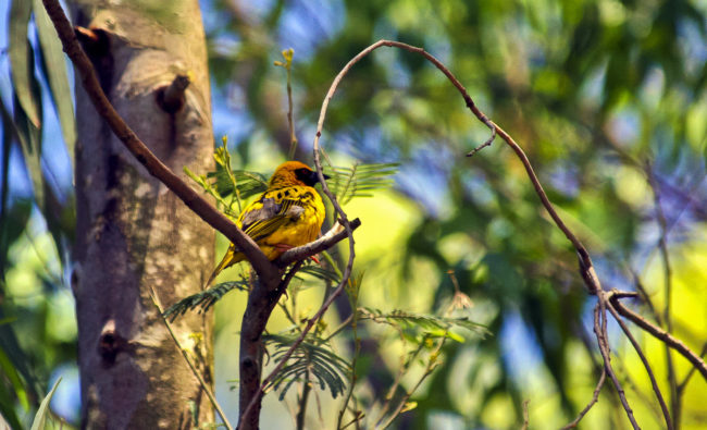 Nzinga, South Africa - GPS -29.466027, 29.736900 - Canon EOS 20D + Canon EF-S 17-85mm f/4-5.6 IS USM -  - 1/100 - f/8.0 - ISO100