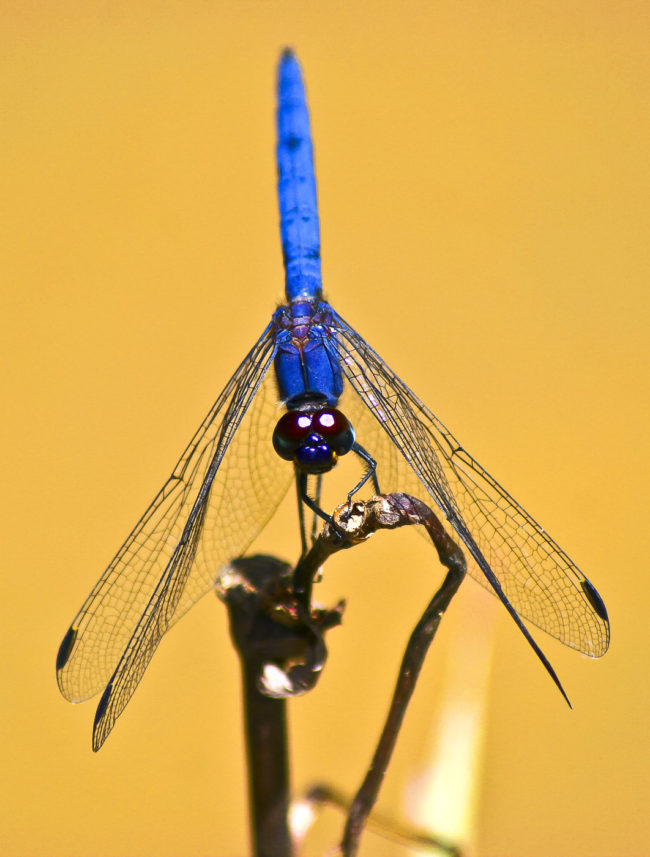 Assina, South Africa - GPS -29.450247, 29.773917 - Canon EOS 20D + Canon EF-S 17-85mm f/4-5.6 IS USM -  - 1/100 - f/8.0 - ISO100