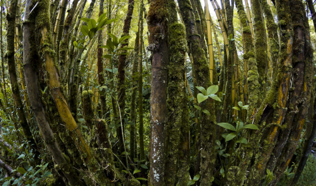 Honomu Ahupua`a, Hawaii - GPS 19.855528, -155.151993 - Canon EOS 7D + Walimex Pro 8mm, f3,5, Fisheye -  - 1/100 - f/11.0 - ISO640