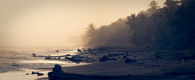 Bananito Sur, Costa Rica - GPS 9.903055, -82.979722 - Panasonic Lumix DMC-GH5 + LEICA DG 100-400/F4.0-6.3 - 800mm - 1/80 - f/6.3 - ISO100