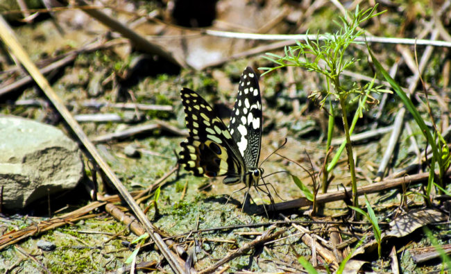 Mpofane, South Africa - GPS -29.390598, 29.738058 - Canon EOS 20D + Canon EF-S 17-85mm f/4-5.6 IS USM -  - 1/100 - f/8.0 - ISO100
