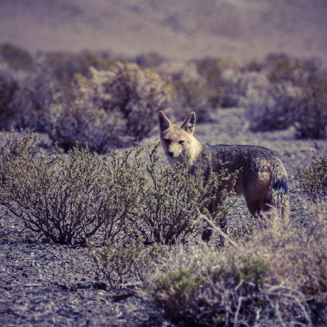 Incahuasi, Argentina - GPS -25.360572, -67.221163 - Sony A7III + SONY FE 70-300mm F4.5-5.6 G OSS - 300mm - 1/80 - f/9.0 - ISO100