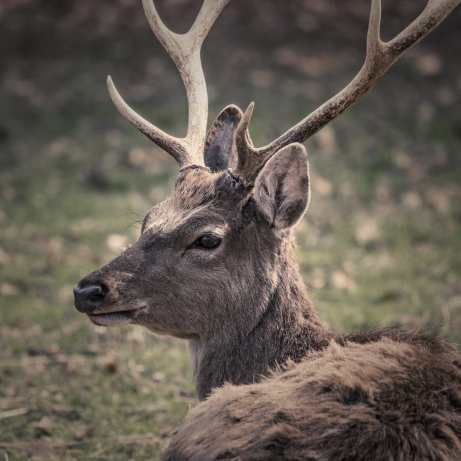 Gaxhardt, Germany - GPS 49.015902, 10.324747 - Sony A7III + SONY FE 100-400mm F4.5-5.6 G Master - 560mm - 1/500 - f/8.0 - ISO2000