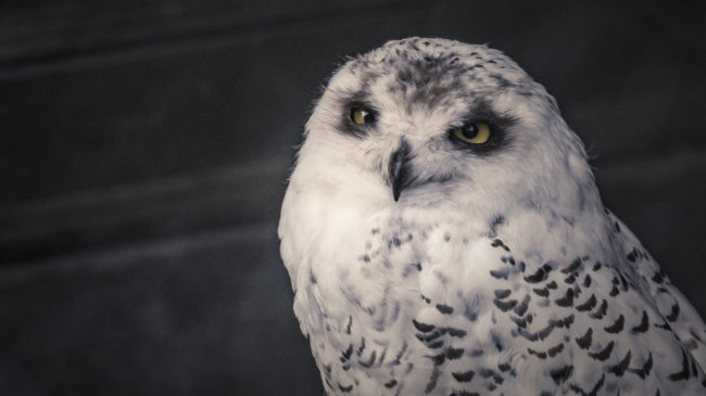 Gaxhardt, Germany - GPS 49.015902, 10.324747 - Sony A7III + SONY FE 100-400mm F4.5-5.6 G Master - 560mm - 1/250 - f/8.0 - ISO5000