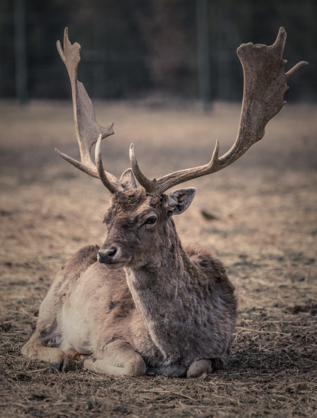 Gaxhardt, Germany - GPS 49.015902, 10.324747 - Sony A7III + SONY FE 100-400mm F4.5-5.6 G Master - 367mm - 1/400 - f/8.0 - ISO800
