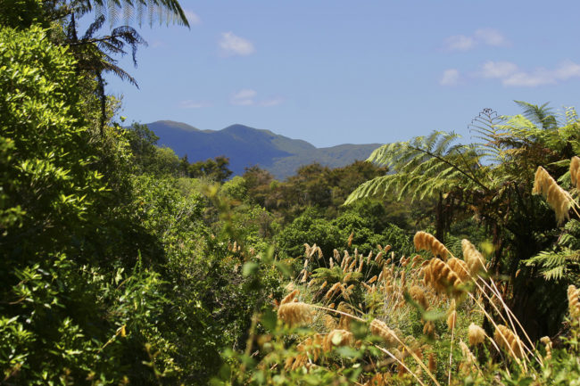 Waimangu, New Zealand - GPS -38.286610, 176.388685 - Canon EOS 20D + Canon EF-S 17-85mm f/4-5.6 IS USM -  - 1/100 - f/8.0 - ISO100