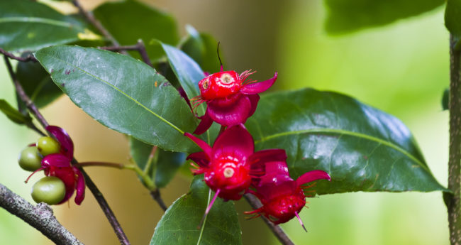 Hakalau, United States - GPS 19.903933, -155.136322 - Canon EOS 7D + Canon EF 70-200mm f/4 USM L IS -  - 1/30 - f/5.0 - ISO640