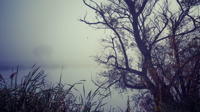 Bradu, Romania - GPS 45.727353, 24.348544 - Sony A7III + SONY FE 24-105mm, F4 G OSS - 46mm - 1/400 - f/4.0 - ISO100