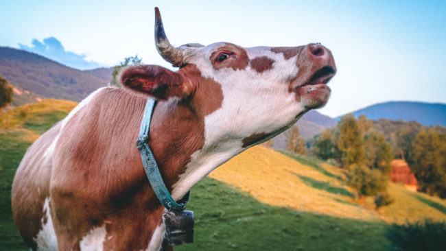 Sub Piatră, Romania - GPS 46.375389, 23.452475 - Sony A6500 + SONY E 18-105 mm,  F4 G OSS PZ - 40mm - 1/160 - f/4.0 - ISO1250