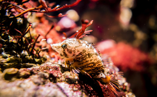 Oceanario De Lisboa, Portugal - GPS 38.763333, -9.093612 - Panasonic GH4 + Panasonic LEICA DG SUMMILUX 12mm f1.4 - 24mm - 1/50 - f/1.4 - ISO400