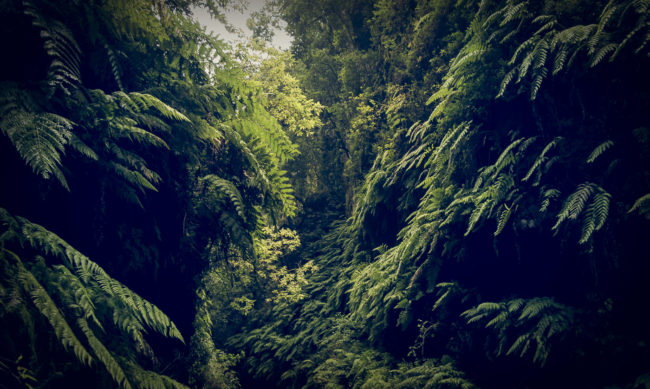 Orotava, Spain - GPS 28.788667, -17.802207 - SONY DSC-RX100 + 28-100mm F1.8-4.9 - 28mm - 1/30 - f/2.2 - ISO80