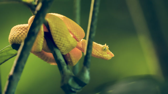 Cahuita, Costa Rica - GPS 9.735838, -82.838568 - Panasonic Lumix DMC-GH5 + LEICA DG 100-400/F4.0-6.3 - 636mm - 1/30 - f/5.8 - ISO2000