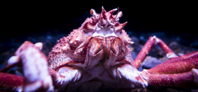 Oceanario De Lisboa, Portugal - GPS 38.763333, -9.093612 - Panasonic GH4 + Panasonic LEICA DG SUMMILUX 12mm f1.4 - 24mm - 1/25 - f/1.4 - ISO400