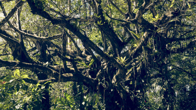 Río Nuevo, Costa Rica - GPS 8.504228, -83.304552 - Panasonic Lumix GX8 + Panasonic Lumix G Vario 12-35mm/2,8 OIS - 42mm - 1/25 - f/8.0 - ISO200