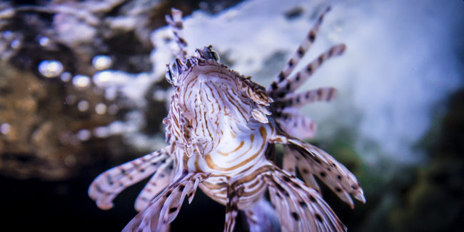 Oceanario De Lisboa, Portugal - GPS 38.763333, -9.093612 - Panasonic GH4 + Panasonic LEICA DG SUMMILUX 12mm f1.4 - 24mm - 1/100 - f/1.4 - ISO800