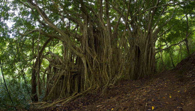 Manoa, Hawaii - GPS 21.339987, -157.801665 - Canon EOS 7D + Walimex Pro 8mm, f3,5, Fisheye -  - 4/10 - f/11.0 - ISO100