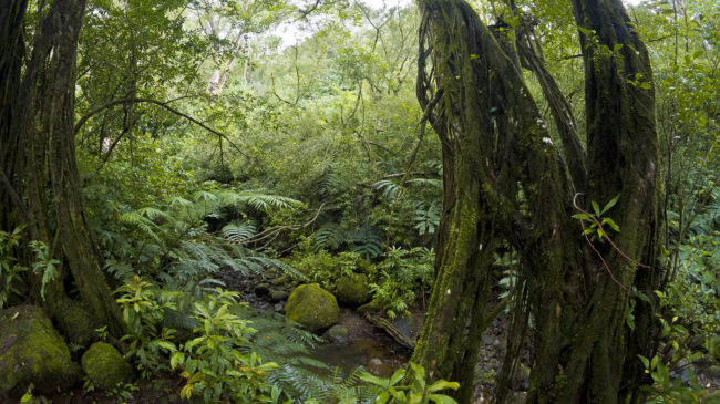Manoa, Hawaii - GPS 21.336740, -157.799487 - Canon EOS 7D + Walimex Pro 8mm, f3,5, Fisheye -  - 1/30 - f/11.0 - ISO640