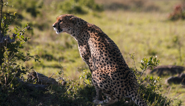 Maasai Mara, Kenya - GPS -1.562955, 35.175133 - Canon EOS 20D + Canon EF-S 17-85mm f/4-5.6 IS USM & Canon EF 70-300mm f/4-5.6 IS USM -  - 0/1 - f/8.0 - ISO100