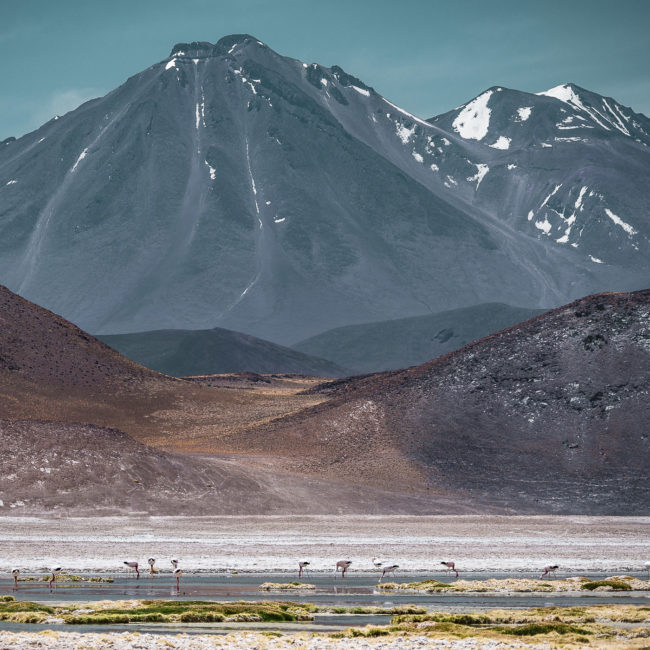 Socaire, Chile - GPS -23.954802, -67.580272 - Panasonic Lumix GX8 + Panasonic Leica DG Vario-Elmar 100-400mm f/4-6.3 ASPH - 240mm - 1/320 - f/6.3 - ISO200