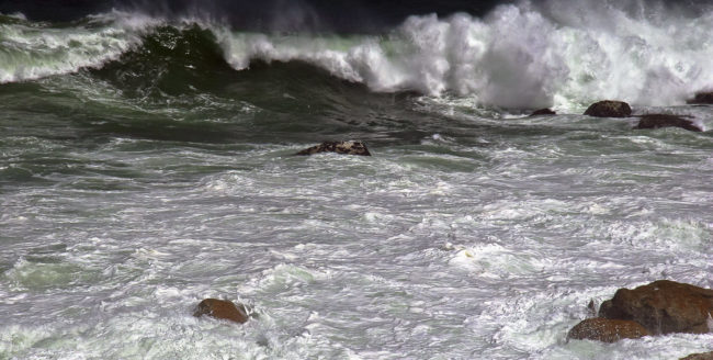 Oudekraal Nature Reserve, South Africa - GPS -33.974948, 18.369632 - Canon EOS 20D + Canon EF-S 17-85mm f/4-5.6 IS USM -  - 1/100 - f/8.0 - ISO100