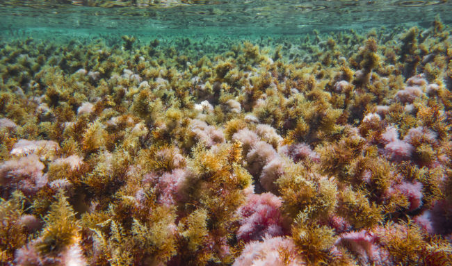 Lumio, France - GPS 42.576980, 8.804720 - SONY DSC-RX100 + 28-100mm F1.8-4.9 - 28mm - 1/320 - f/8.0 - ISO80