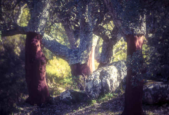 Cortes de la Frontera, Spain - GPS 36.594683, -5.387118 - Panasonic GH4 + Panasonic Lumix G Vario 12-35mm/2,8 OIS -  - 1/100 - f/8.0 - ISO100