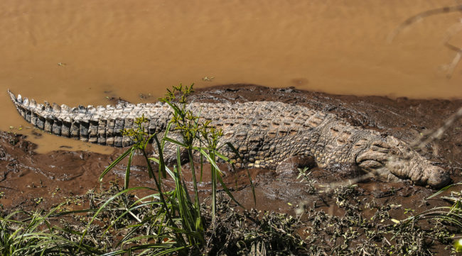 Maasai Mara, Kenya - GPS -1.646200, 35.276017 - Canon EOS 20D + Canon EF-S 17-85mm f/4-5.6 IS USM & Canon EF 70-300mm f/4-5.6 IS USM -  - 0/1 - f/8.0 - ISO100