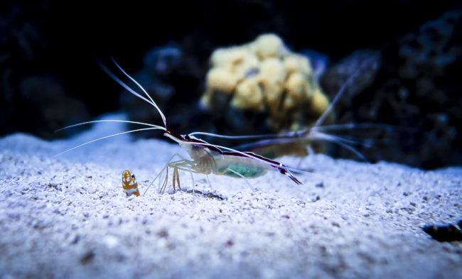 Oceanario De Lisboa, Portugal - GPS 38.763333, -9.093612 - Panasonic GH4 + Panasonic LEICA DG SUMMILUX 12mm f1.4 - 24mm - 1/160 - f/1.4 - ISO800