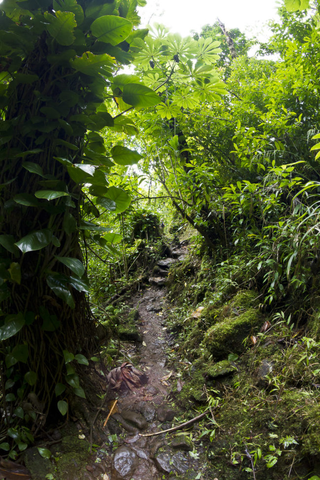 Woodlawn, Hawaii - GPS 21.339215, -157.797770 - Canon EOS 7D + Walimex Pro 8mm, f3,5, Fisheye -  - 1/20 - f/11.0 - ISO640