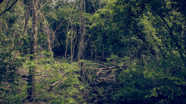 Iguanita, Costa Rica - GPS 10.633193, -85.620223 - Panasonic Lumix DMC-GH5 + Panasonic Lumix G Vario 12-35mm/2,8 OIS - 52mm - 1/50 - f/2.8 - ISO100