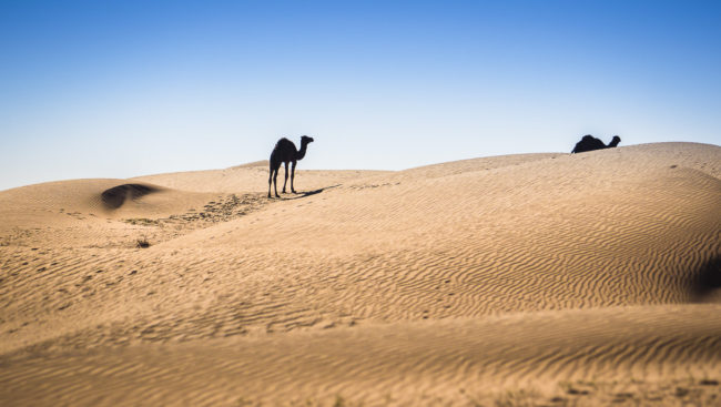 El Gouera, Morocco - GPS 29.931892, -6.317868 - Panasonic GH4 + Panasonic Lumix G Vario 100-300mm f4.0-5.6 OIS - 600mm - 1/400 - f/8.0 - ISO200