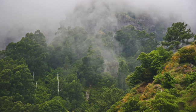 Senhora do Rosário, Portugal - GPS 32.757685, -17.017218 - Canon EOS 20D + Canon EF-S 17-85mm f/4-5.6 IS USM -  - 1/100 - f/8.0 - ISO100