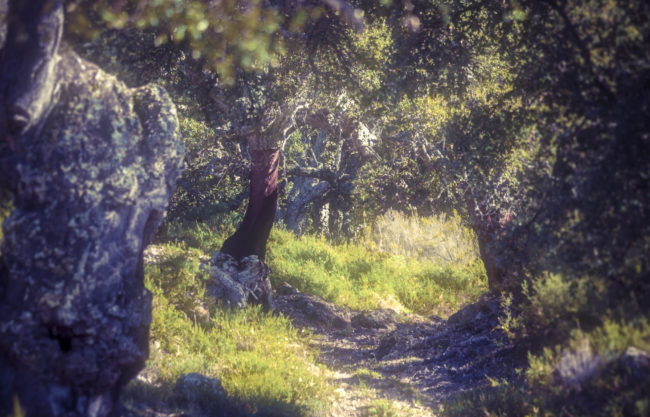 Cortes de la Frontera, Spain - GPS 36.594683, -5.387118 - Panasonic GH4 + Panasonic Lumix G Vario 12-35mm/2,8 OIS -  - 0/1 - f/8.0 - ISO100