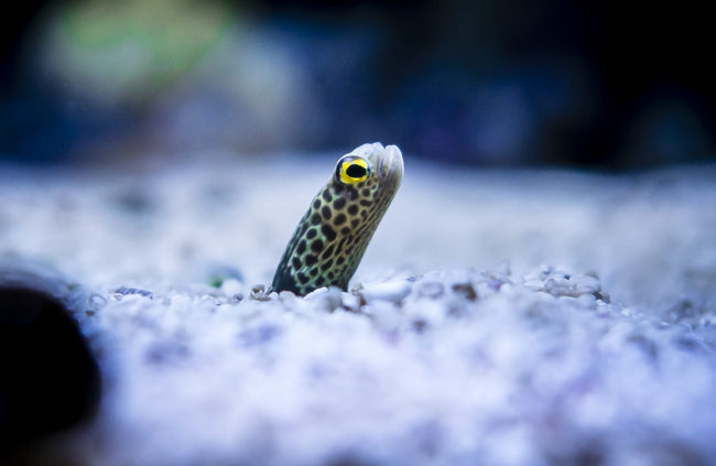 Oceanario De Lisboa, Portugal - GPS 38.763333, -9.093612 - Panasonic GH4 + Panasonic LEICA DG SUMMILUX 12mm f1.4 - 24mm - 1/160 - f/1.4 - ISO800