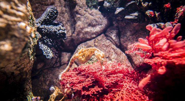Oceanario De Lisboa, Portugal - GPS 38.763333, -9.093612 - Panasonic GH4 + Panasonic LEICA DG SUMMILUX 12mm f1.4 - 24mm - 1/25 - f/1.4 - ISO800
