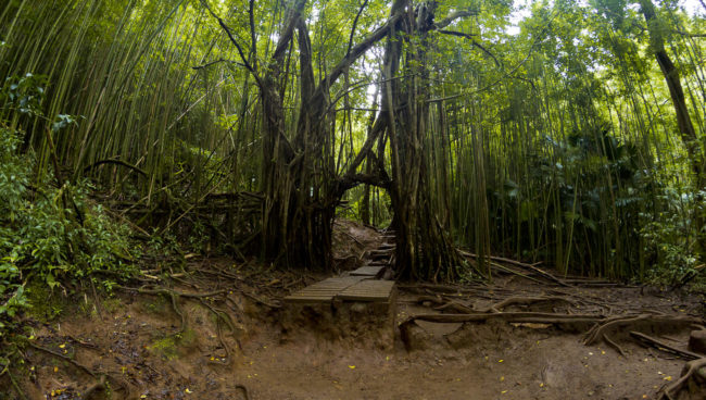 Manoa, Hawaii - GPS 21.339373, -157.800203 - Canon EOS 7D + Walimex Pro 8mm, f3,5, Fisheye -  - 1/25 - f/11.0 - ISO320