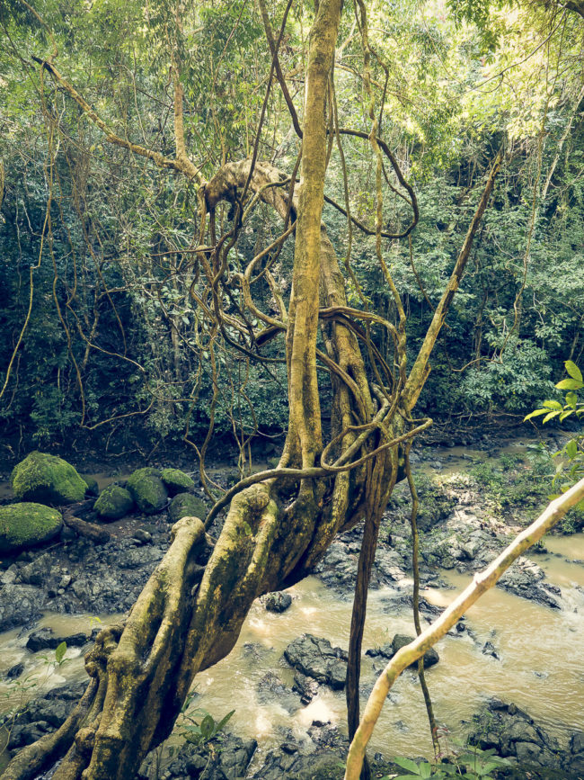 Montezuma, Costa Rica - GPS 9.651900, -85.072480 - Panasonic Lumix DMC-GH5 + Panasonic Lumix G Vario 12-35mm/2,8 OIS - 24mm - 1/30 - f/2.8 - ISO800