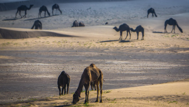 El Gouera, Morocco - GPS 29.931173, -6.326083 - Panasonic GH4 + Panasonic Lumix G Vario 100-300mm f4.0-5.6 OIS - 600mm - 1/250 - f/8.0 - ISO200