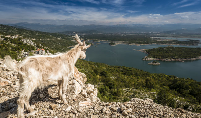 Oračine, Montenegro - GPS 42.757198, 18.821813 - Panasonic GH4 + Panasonic Lumix G Vario 12-35mm/2,8 OIS - 26mm - 1/250 - f/8.0 - ISO200