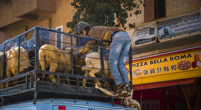 Khénifra, Morocco - GPS 32.927030, -5.669513 - Panasonic GH4 + Panasonic Lumix G Vario 12-35mm/2,8 OIS - 70mm - 1/640 - f/3.2 - ISO200
